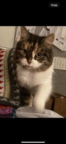 Lost Female Cat last seen Young’s crossing road, Bray Park, QLD 4500