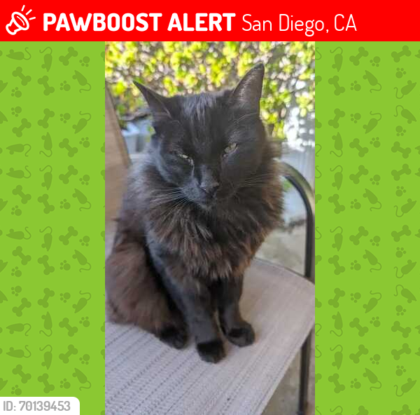 Lost Male Cat last seen Fay & Genter st., La Jolla, CA, San Diego, CA 92037