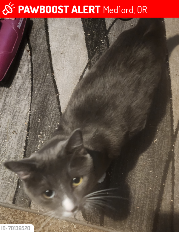 Lost Female Cat last seen Columbus Avenue , Medford, OR 97501
