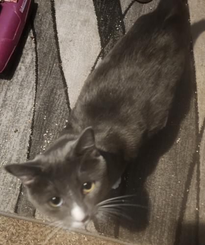 Lost Female Cat last seen Columbus Avenue , Medford, OR 97501