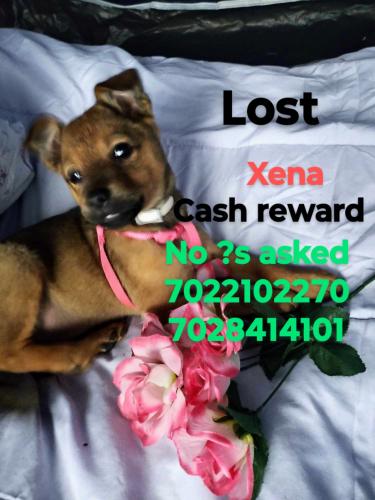 Lost Female Dog last seen Lake Mead St and Pecos st, Las Vegas, NV 89115