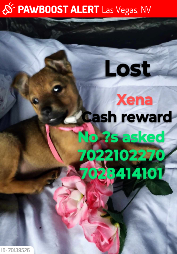 Lost Female Dog last seen Lake Mead St and Pecos st, Las Vegas, NV 89115