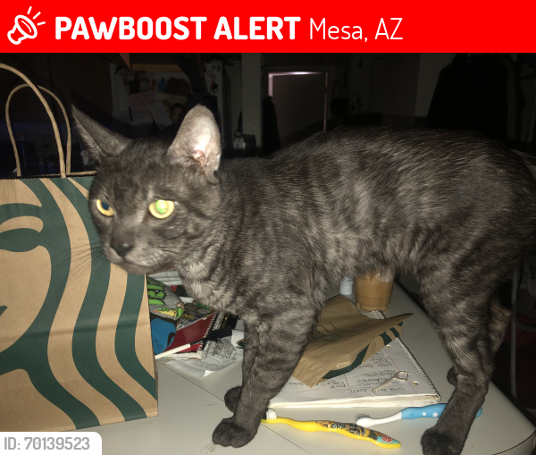 Lost Male Cat last seen Boise and sunvalley , Mesa, AZ 85207