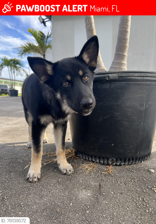 Lost Male Dog last seen hmstd, Miami, FL 33196