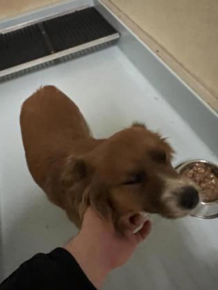 Shelter Stray Male Dog last seen Cincinnati, OH 45242, Cincinnati, OH 45223