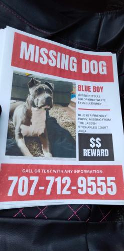 Lost Male Dog last seen Lassen and Henry street, Vallejo, CA 94591