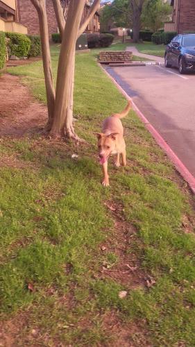 Found/Stray Male Dog last seen Lamar and Collins, Arlington, TX 76011