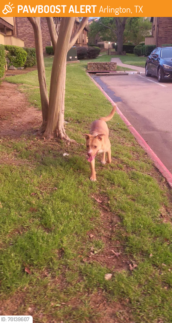 Found/Stray Male Dog last seen Lamar and Collins, Arlington, TX 76011