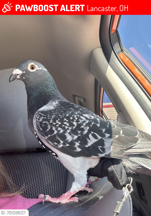 Lost Male Bird last seen East Fifth Ave & Cherry Street, Lancaster, OH 43130