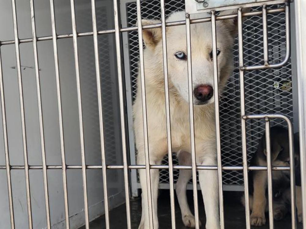 Shelter Stray Female Dog last seen Near BLOCK WEEDPATCH HWY, BAKERSFIELD CA 93307, Bakersfield, CA 93308