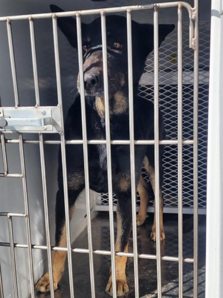 Shelter Stray Female Dog last seen Near SANDRINI RD, ARVIN CA 93203, Bakersfield, CA 93308