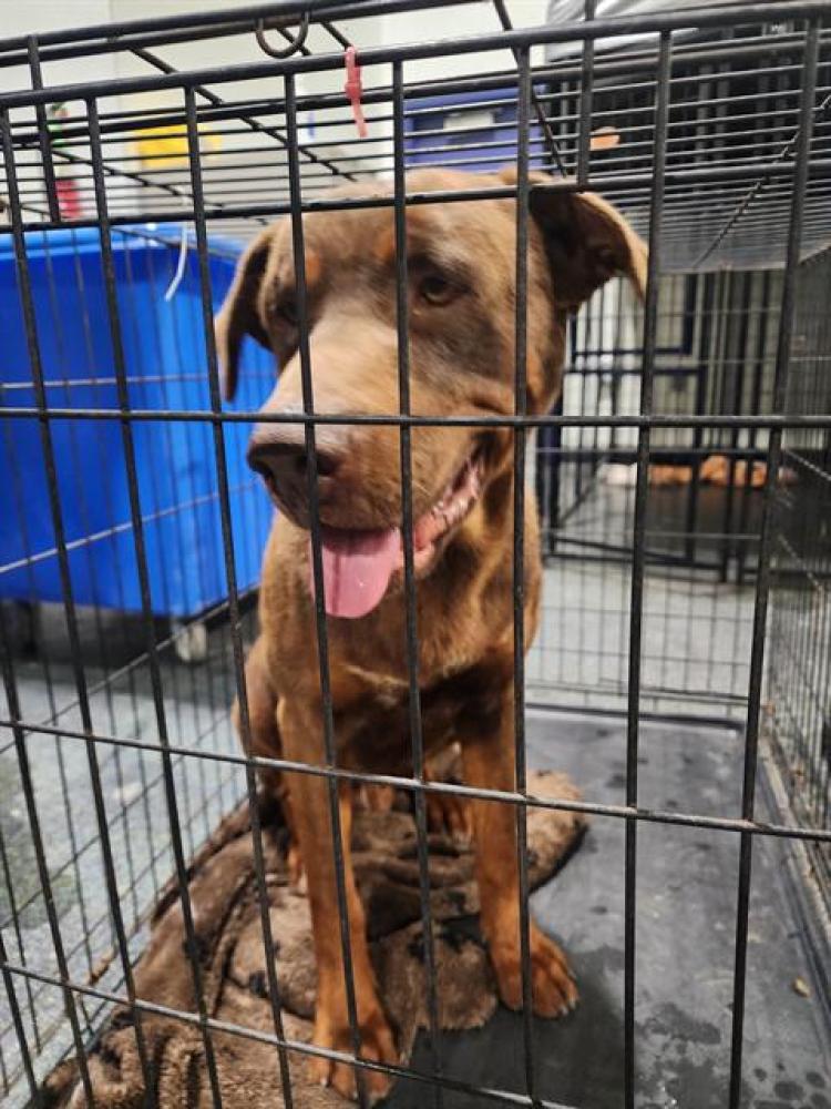 Shelter Stray Male Dog last seen Near SANDRINI RD, ARVIN CA 93203, Bakersfield, CA 93308
