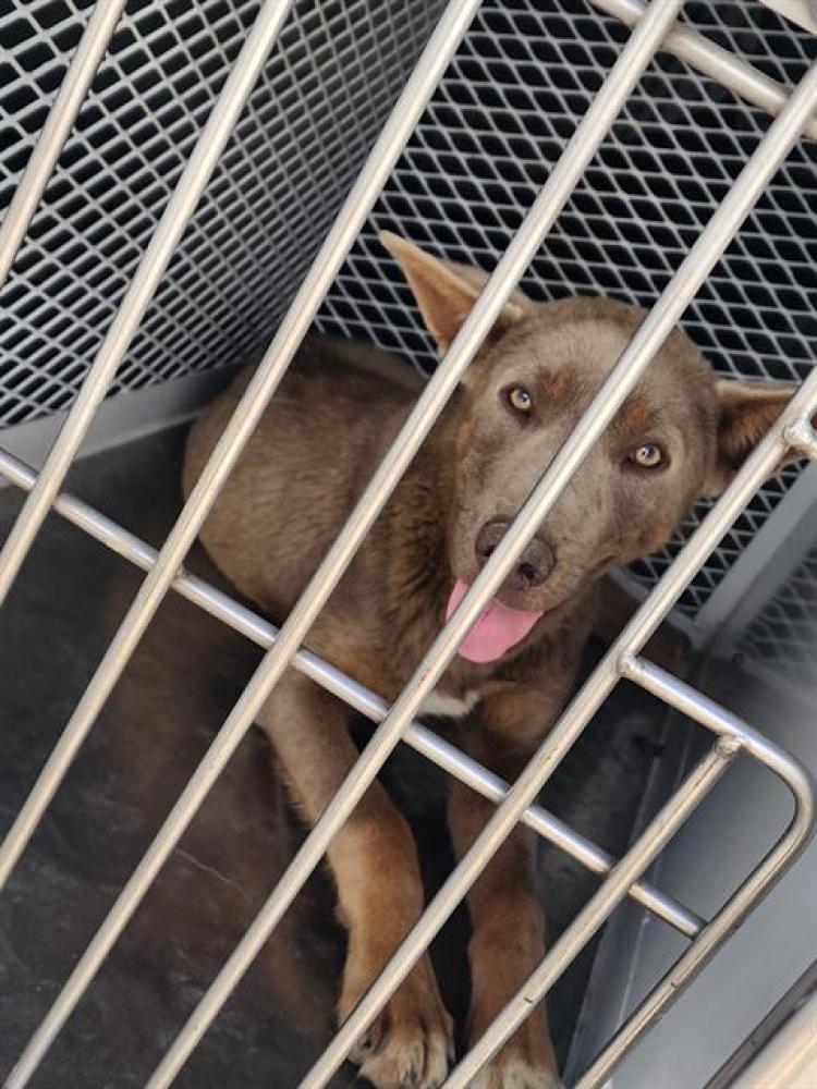 Shelter Stray Female Dog last seen Near SANDRINI RD, ARVIN CA 93203, Bakersfield, CA 93308