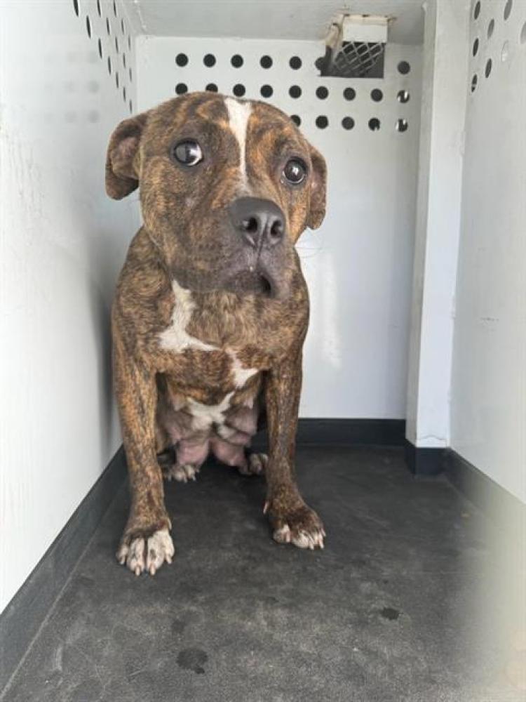 Shelter Stray Female Dog last seen Near BLK MADISON ST, BAKERSFIELD CA, Bakersfield, CA 93307