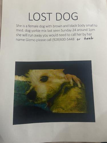 Lost Female Dog last seen Mcqueen rd  and chandler, Chandler, AZ 85225