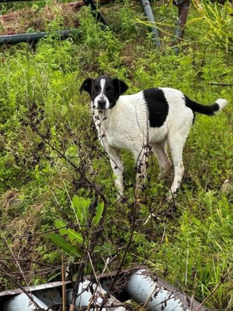 Shelter Stray Female Dog last seen Near BLOCK HERGOTZ LN, Austin, TX 78702