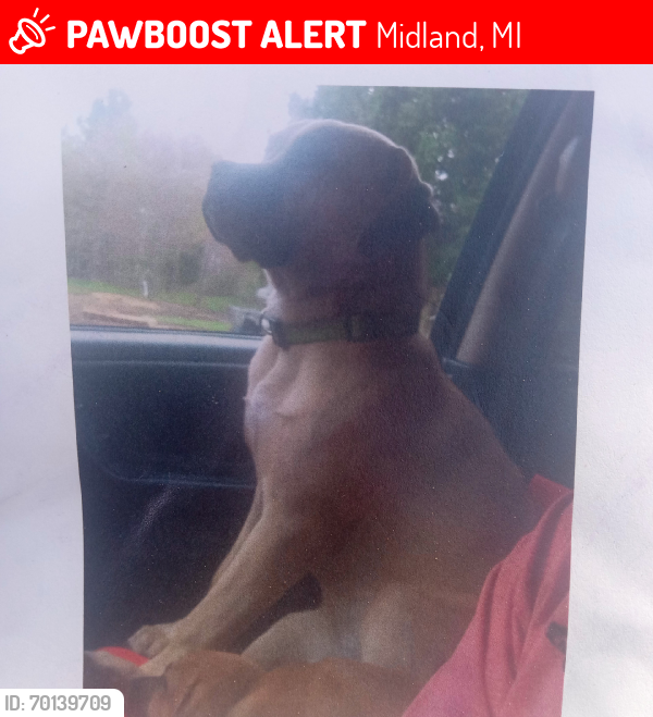 Lost Male Dog last seen Waldo and Shaffer Rd, Midland, MI 48640
