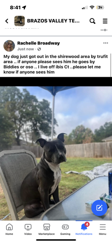 Lost Male Dog last seen Shirewood area by trufit , Bryan, TX 77807