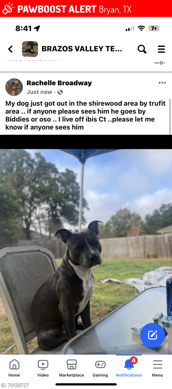 Lost Male Dog last seen Shirewood area by trufit , Bryan, TX 77807