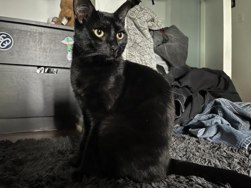 Lost Male Cat last seen Wallace ave , Los Angeles, CA 90026