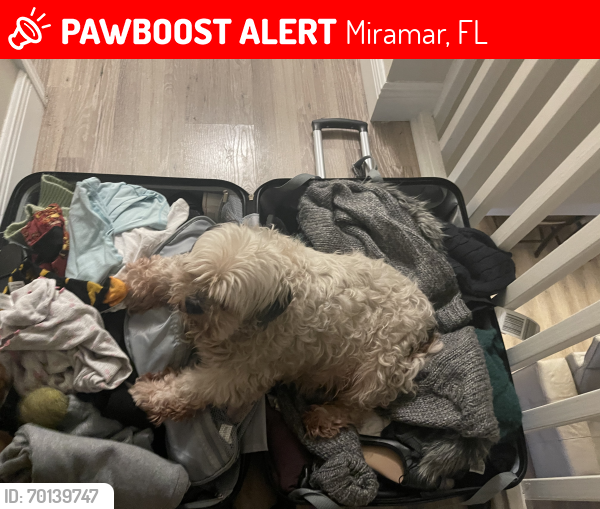 Lost Female Dog last seen Riviera isles , Miramar, FL 33027