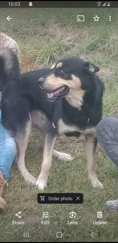 Lost Male Dog last seen  run road piketon , Piketon, OH 45661