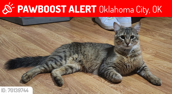 Lost Male Cat last seen 51st & Sooner behind Walmart , Oklahoma City, OK 73135