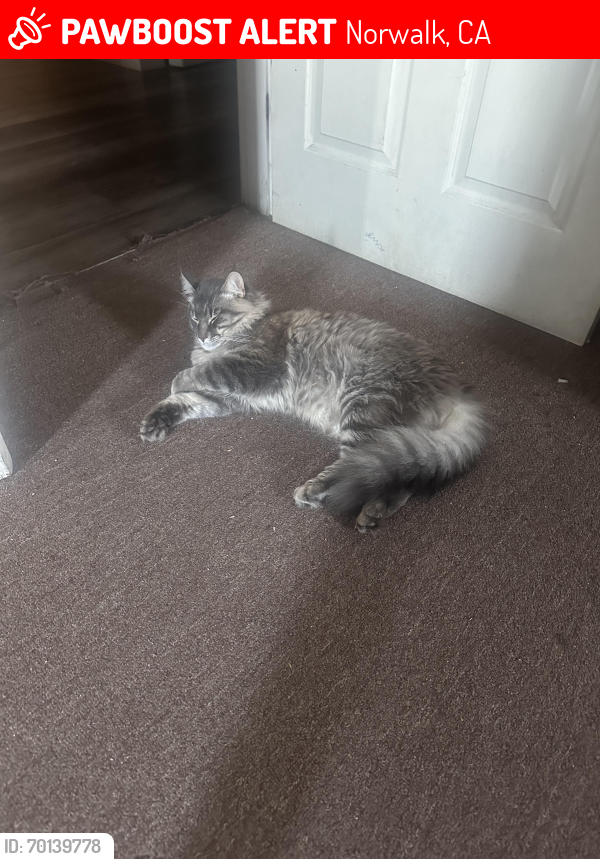 Lost Male Cat last seen Ratliffe and fairford, Norwalk, CA 90650