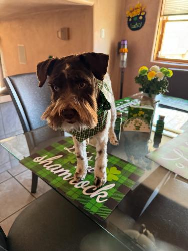 Lost Male Dog last seen 3rd and camino seis, Albuquerque, NM 87105