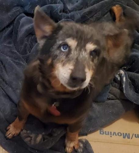 Lost Male Dog last seen O’Conner/crestway, San Antonio, TX 78239