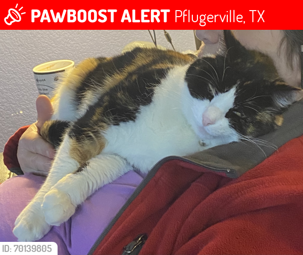 Lost Female Cat last seen Olympic and heatherwild, Pflugerville, TX 78660