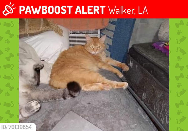 Lost Male Cat last seen Levi st, Walker, LA 70785