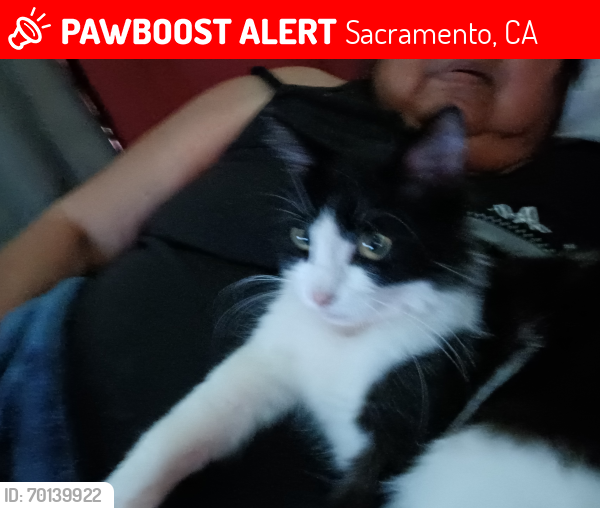 Lost Female Cat last seen EL MONTE AVE, Sacramento, CA 95815