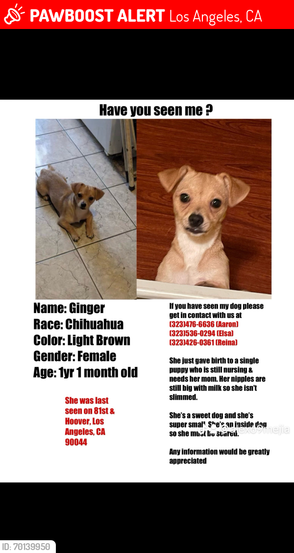 Lost Female Dog last seen Hoover -Manchester-Figueroa - Vermont , Los Angeles, CA 90044