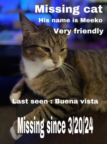 Lost Male Cat last seen Near Weldon place south , Baltimore, MD 21211