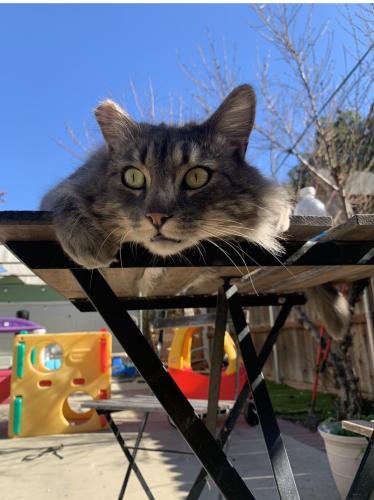 Lost Male Cat last seen Montana and tremount , Pasadena, CA 91103