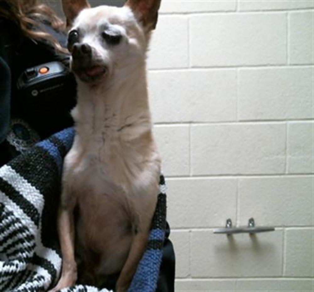 Shelter Stray Male Dog last seen Near BLOCK N YORK ST, DENVER CO 80205, Denver, CO 80223