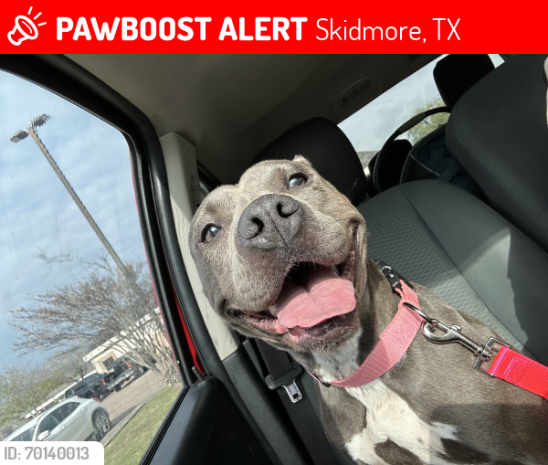 Lost Female Dog last seen Skidmore Tynan high school , Skidmore, TX 78389