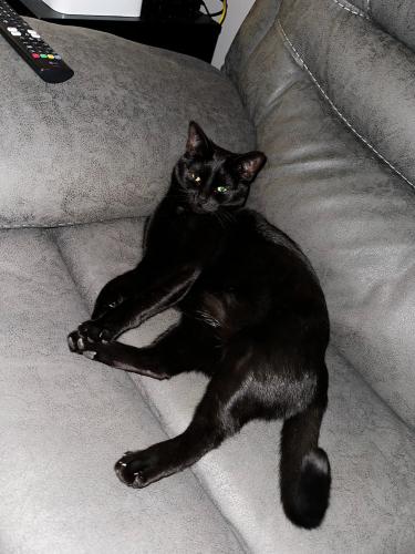 Lost Female Cat last seen Ivy and Robbins Drive , Rapid City, SD 57701