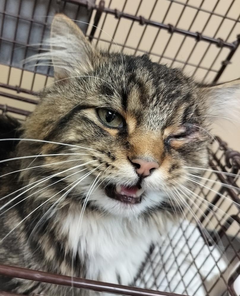 Shelter Stray Male Cat last seen Near E 55th Avenue, SPOKANE, WA, 99223, Spokane, WA 99212