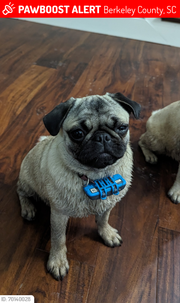 Summerville, SC Lost Female Dog, Amber Is Missing PawBoost