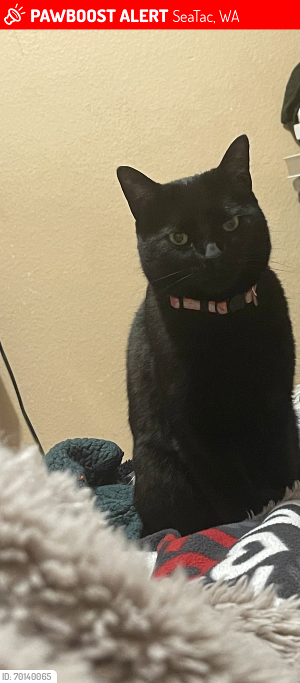 Lost Male Cat last seen 33rd ave south, SeaTac, WA 98188