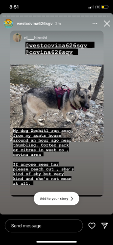 Lost Female Dog last seen Cortez park, citrus ave, calvados, south hills country club, West Covina, CA 91791