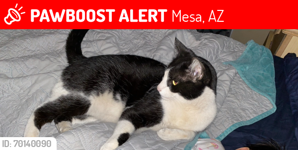 Lost Female Cat last seen Gilbert and Baseline, Mesa, AZ 85204