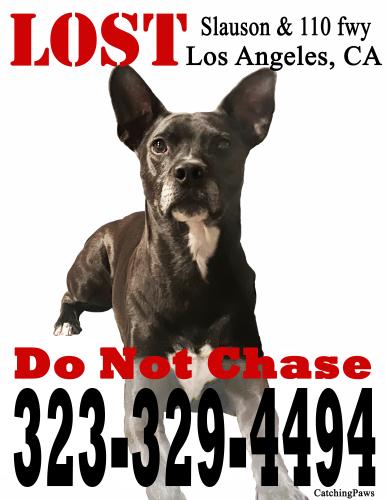 Lost Male Dog last seen Slauson and Broadway, Los Angeles, CA 90003
