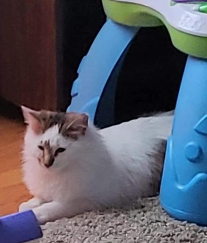 Lost Female Cat last seen Howard Rd and 99th st. lees summit mo,, Lee's Summit, MO 64086
