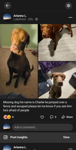 Lost Male Dog last seen Chalmers Ave, San Antonio, TX 78207