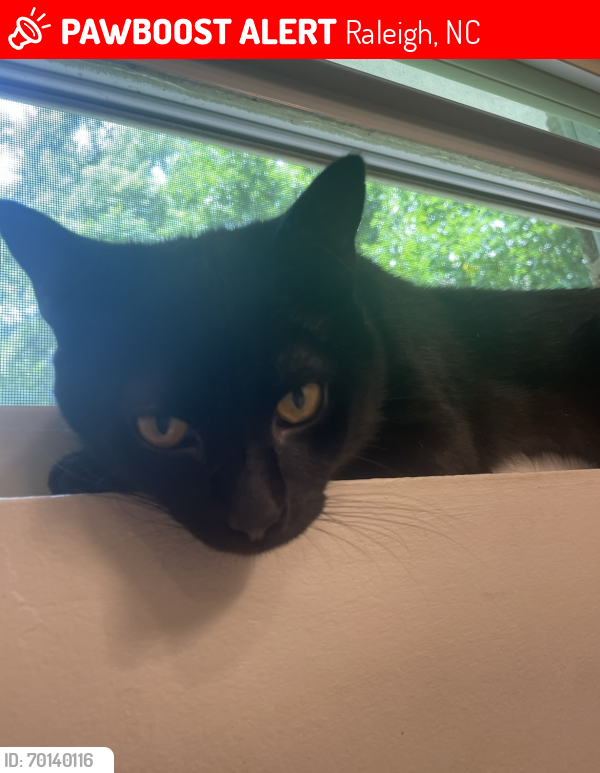 Lost Male Cat last seen Lenoir and Haywood, Raleigh, NC 27604