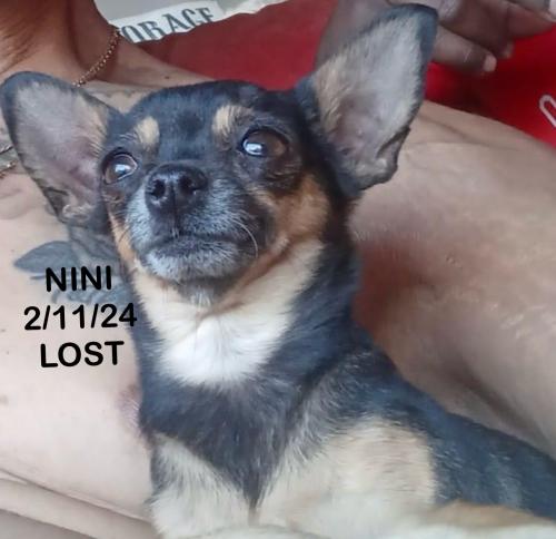 Lost Female Dog last seen 15th Street West , Rosamond, CA 93560
