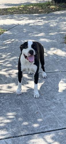 Lost Male Dog last seen Corner of NW 57th St & NW 10th Ave, Miami, FL 33127